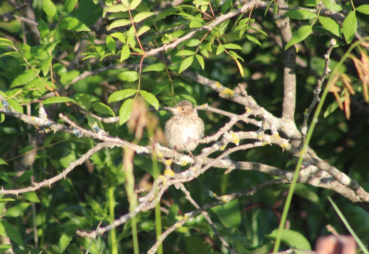 Mystery Sparrows Help Me Identify A North American Bird Whatbird