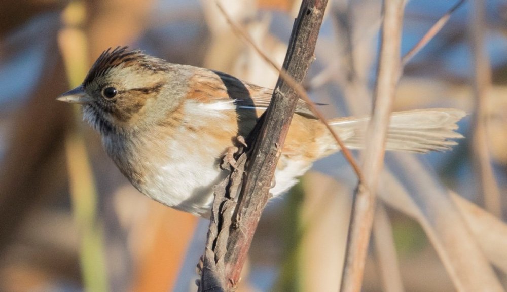 What Sparrow Help Me Identify A North American Bird Whatbird Community