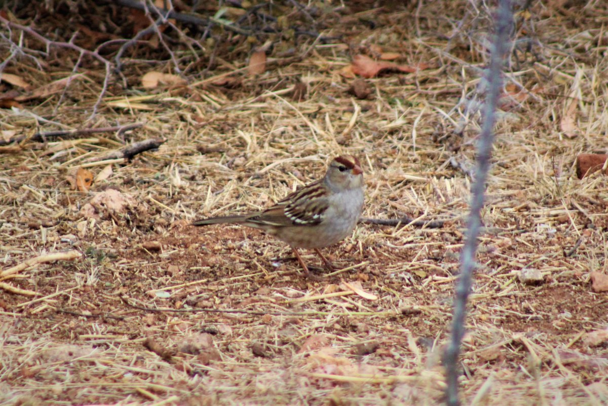 Chipping Sparrow Rufous Winged Sparrow Or Help Me Identify A