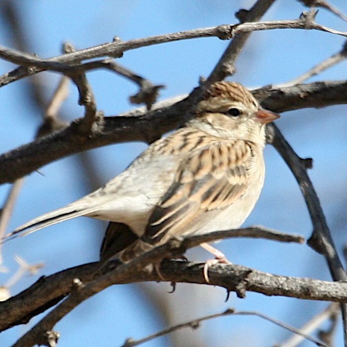 Sparrow Help Please Help Me Identify A North American Bird