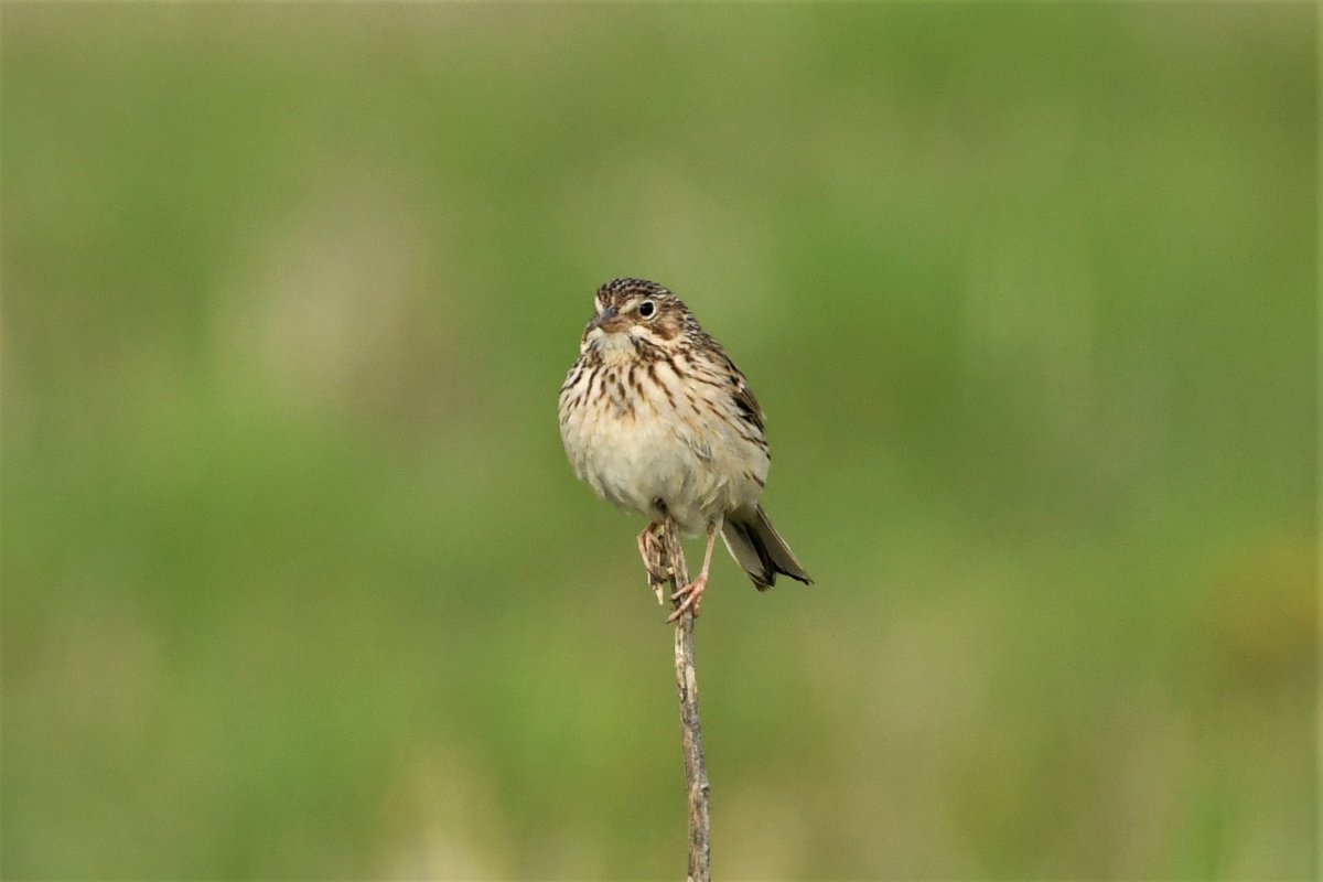 What Sparrow Seneca Falls Ny Help Me Identify A North