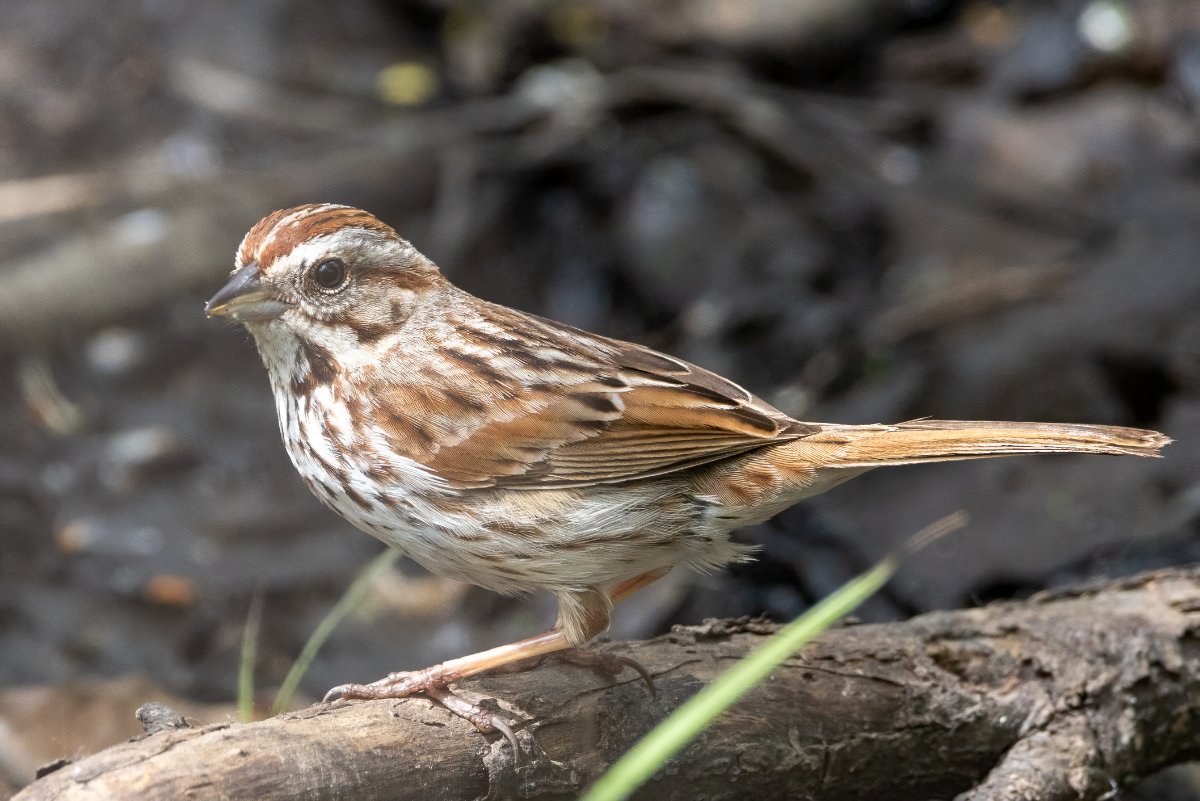 Veery And Swamp Sparrow Help Me Identify A North American Bird