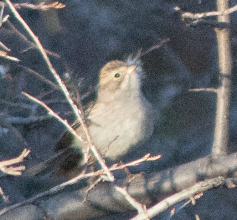 Sparrow Help Me Identify A North American Bird Whatbird Community