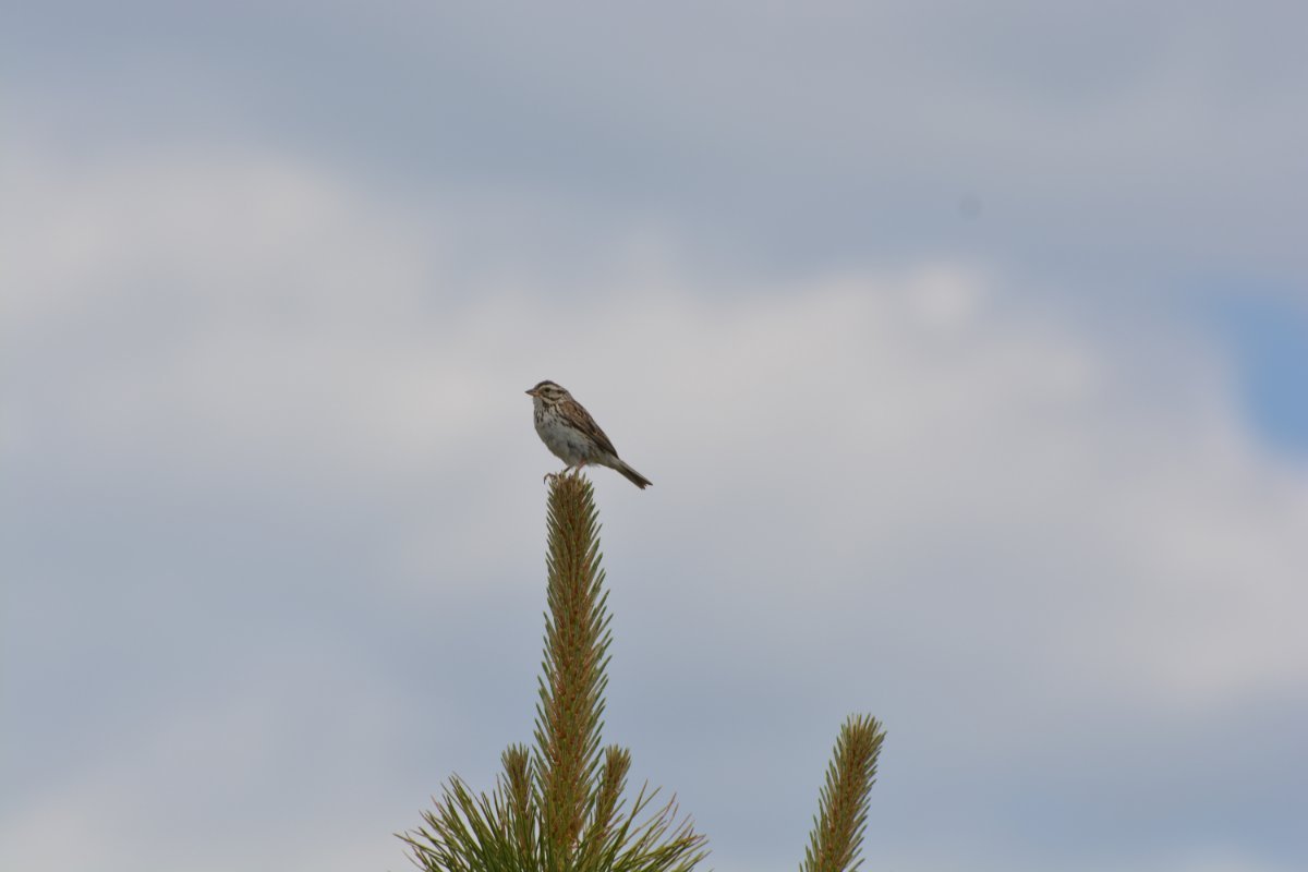 Confirmation Savannah Sparrow Divide Co Help Me Identify A