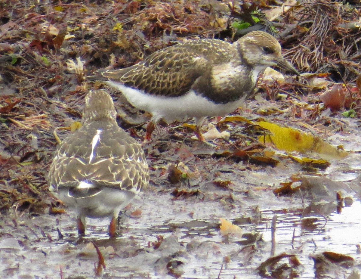 Id Help Please Help Me Identify A North American Bird Whatbird