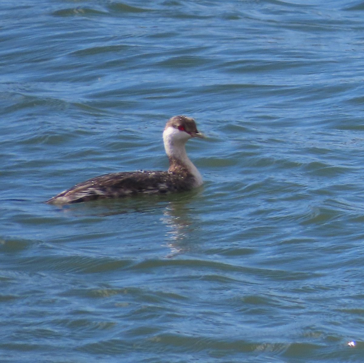 Horned Or Western Grebe Help Me Identify A North American Bird