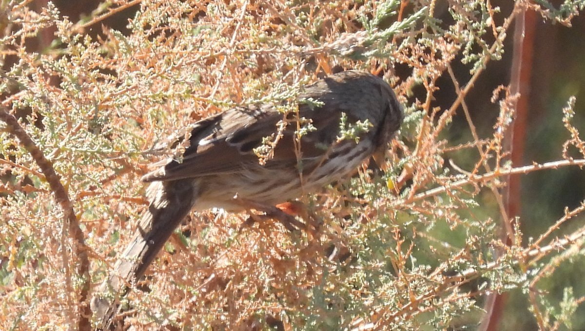 What Sparrow Help Me Identify A North American Bird Whatbird Community