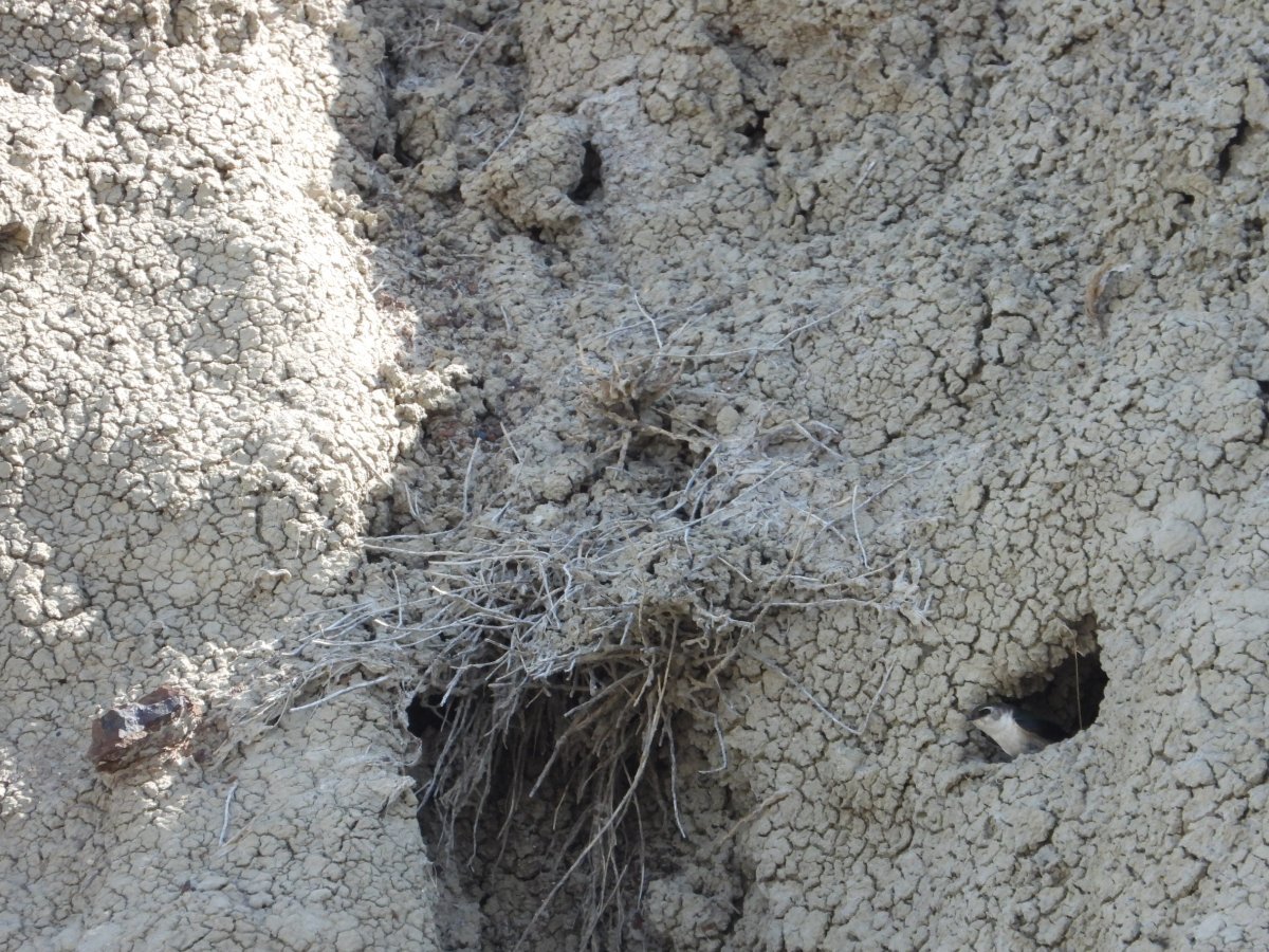 Dinosaur Prov Park Southern Alberta Id S Help Me Identify A North