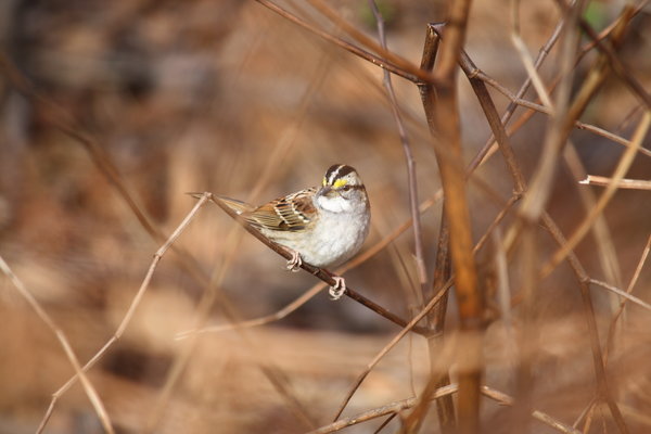 White-throated_sparrow_-_Celery_Farm,_NJ.JPG