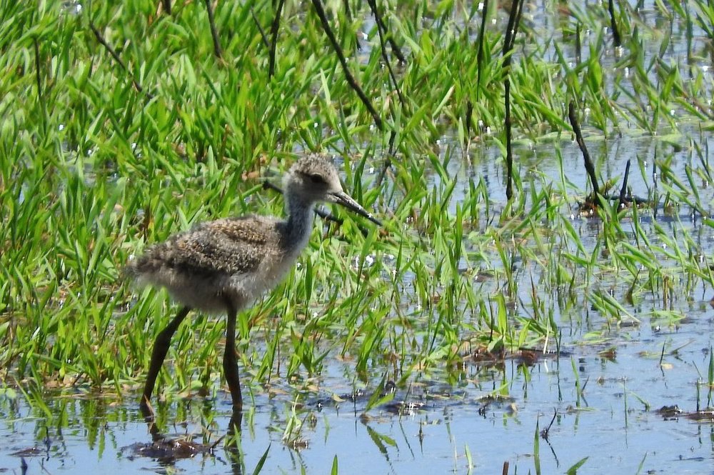 Black-necked Stilt 1 6-26-18.JPG