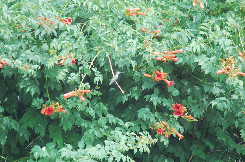 Hummingbirds__(41).JPG