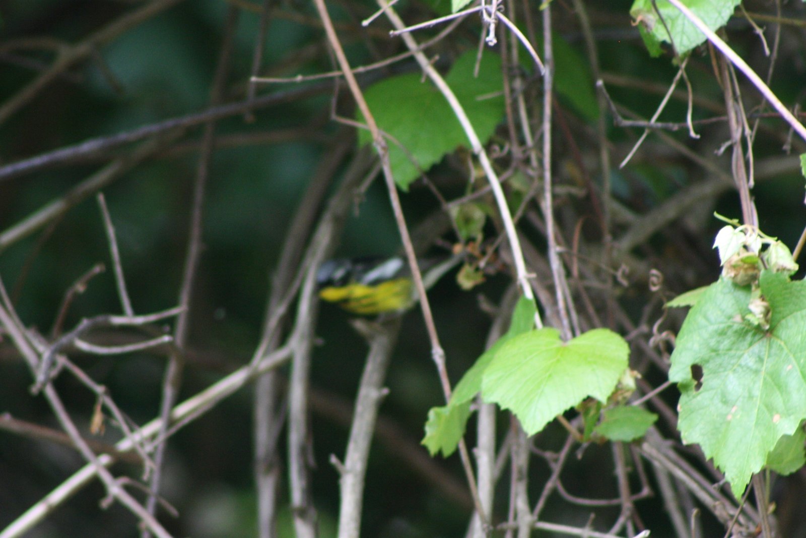 Magnolia warbler - male - Hilltop Reservation, NJ.JPG