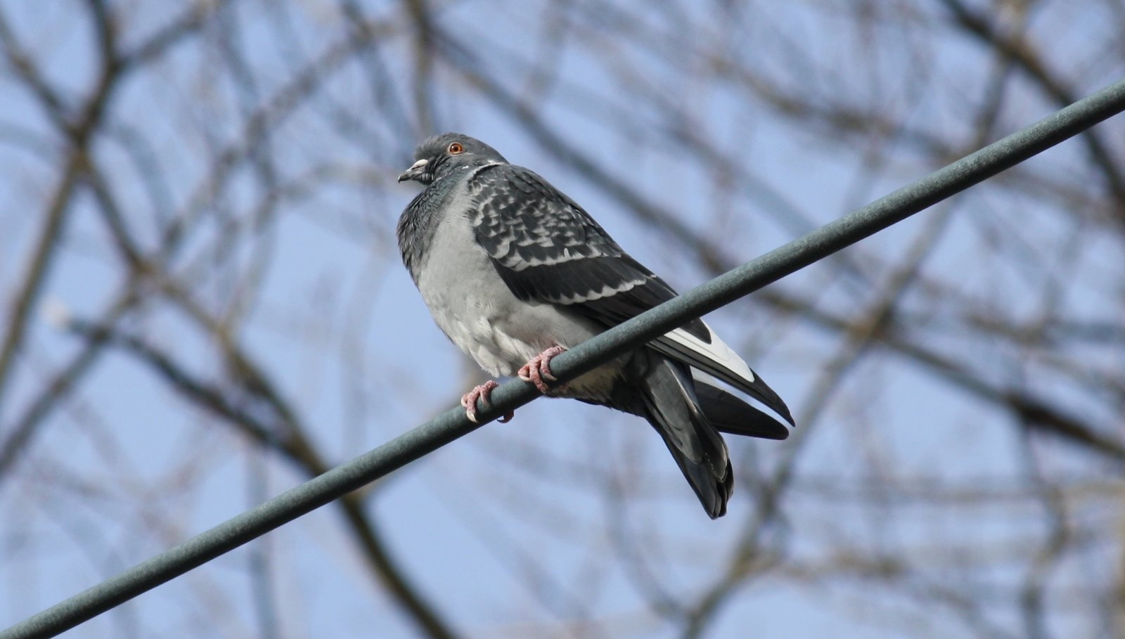 Rock pigeon - Waldwick, NJ.JPG