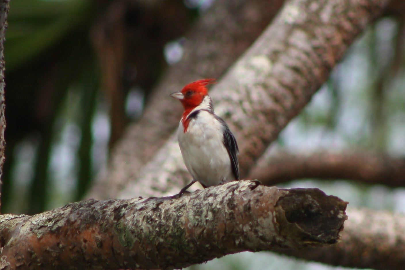 Red-crested cardinal - Maui, HI.JPG