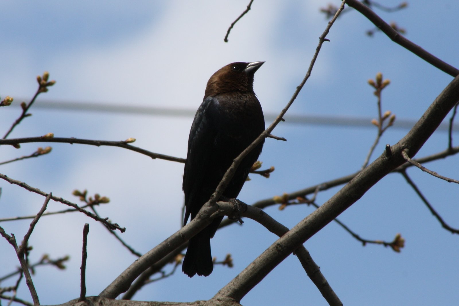 Brown-headed cowbird - male - DeKorte Park, NJ.JPG