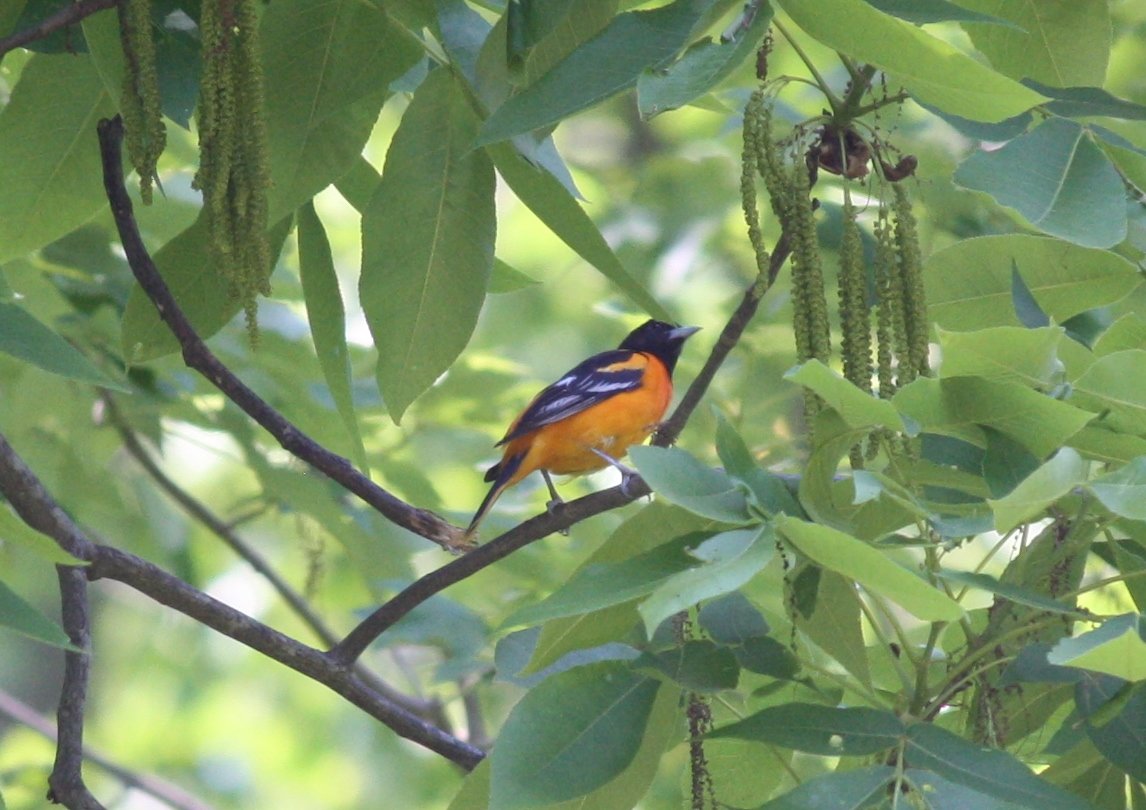 Baltimore oriole - Male - New Canaan, CT.JPG
