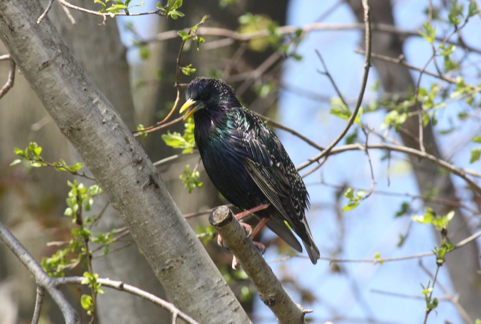 European starling - Verona Park, NJ.JPG