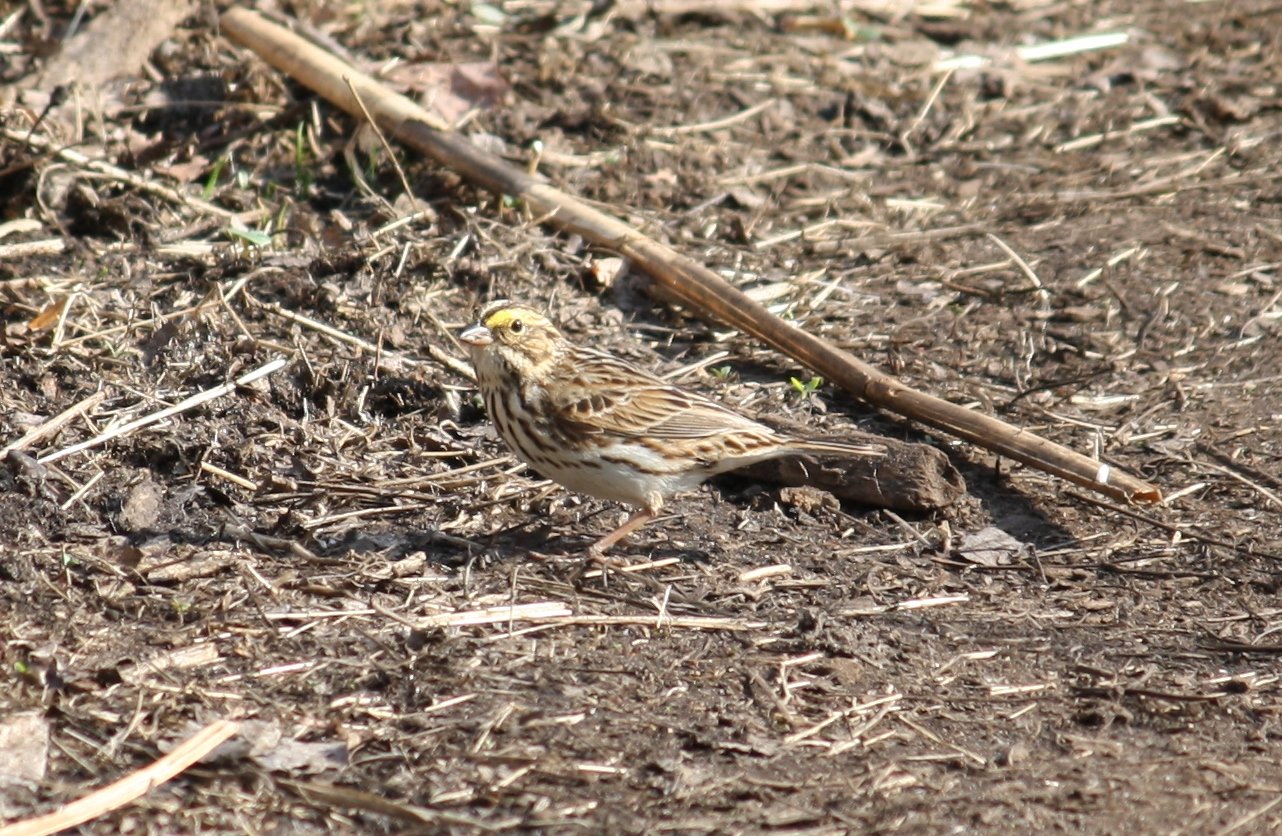 Savannah sparrow - Celery Farm, NJ.JPG