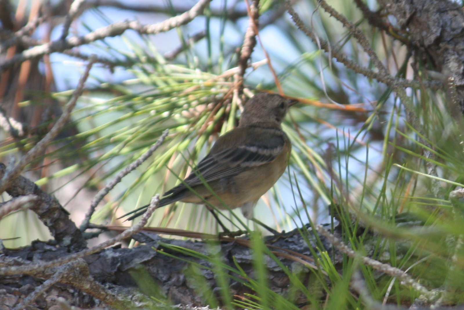 Pine warbler - female - Assateague Island, MD.JPG