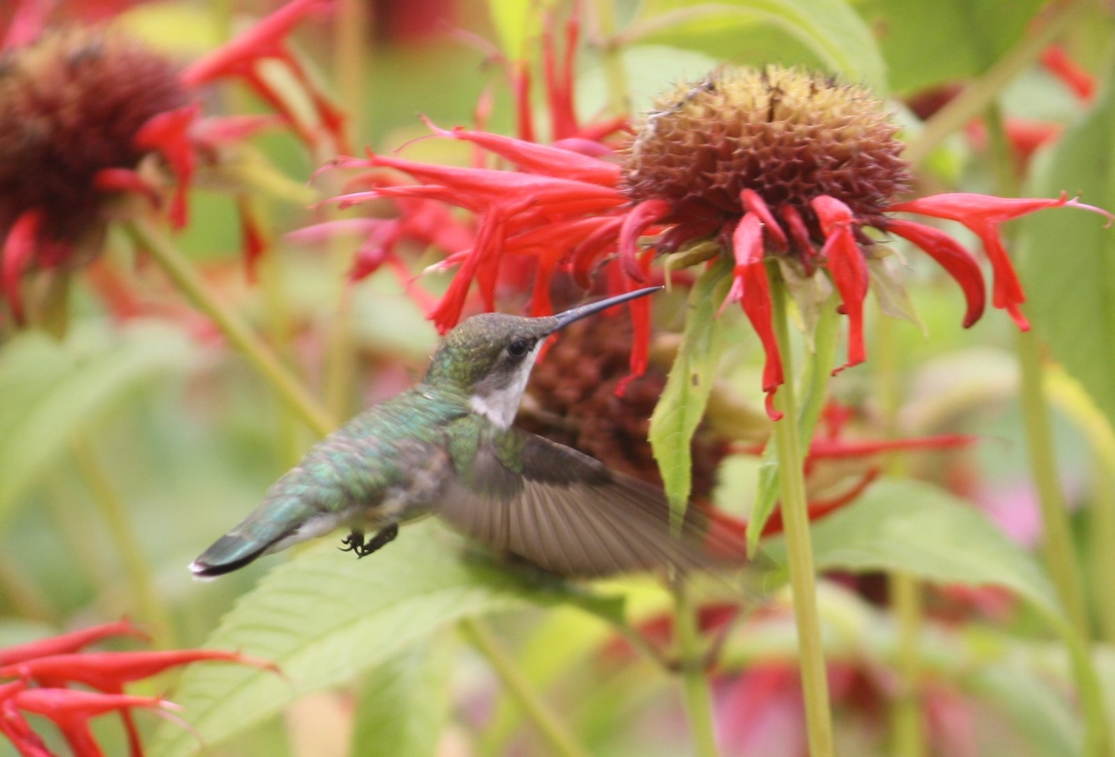 Ruby-throated hummingbird - female - Great Swamp, NJ.JPG