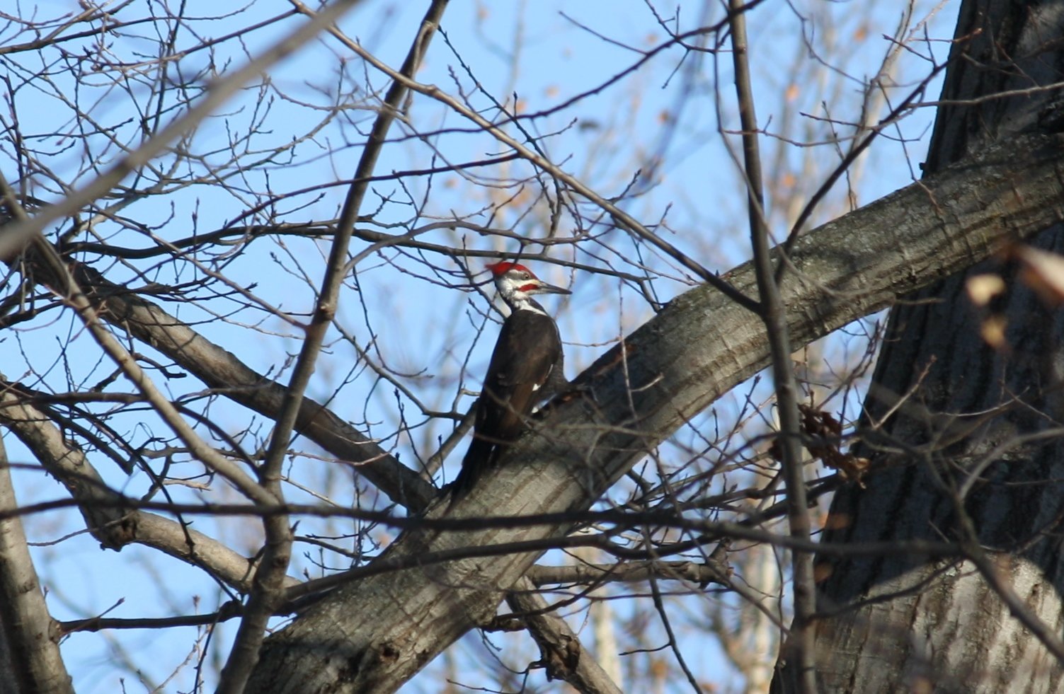 Pileated woodpecker - male - Franklin Lakes Nature Preserve, NJ.JPG