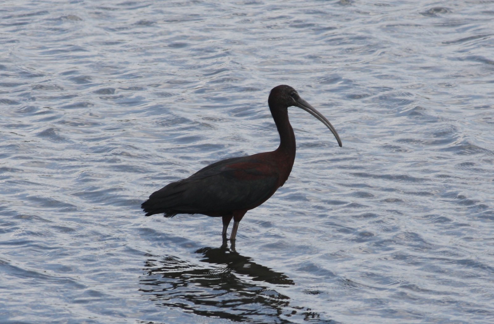 Glossy ibis - Edwin B Forsythe Wildlife Refuge, NJ.JPG