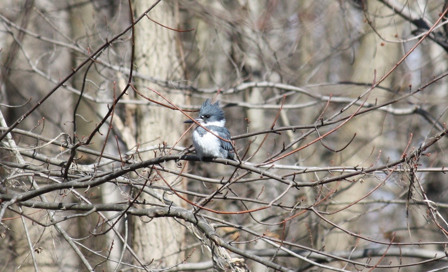 Belted kingfisher - Male - Ridgewood, NJ.JPG