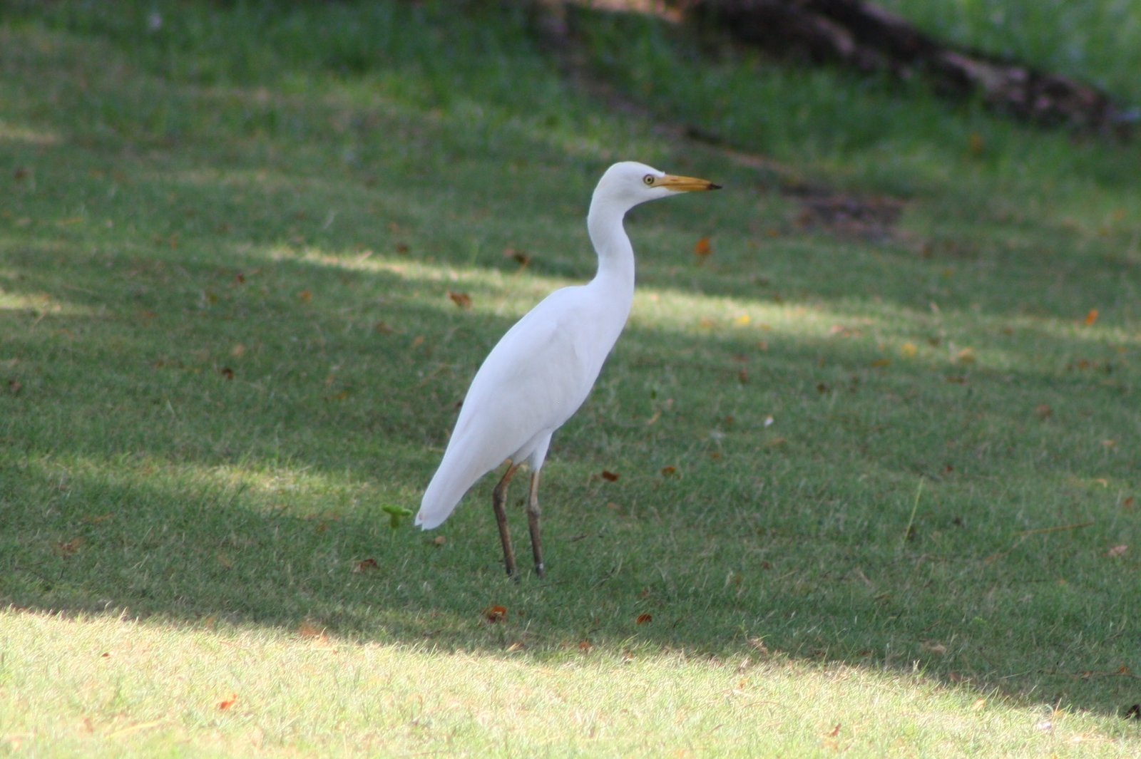 Cattle egret - Maui, HI.JPG