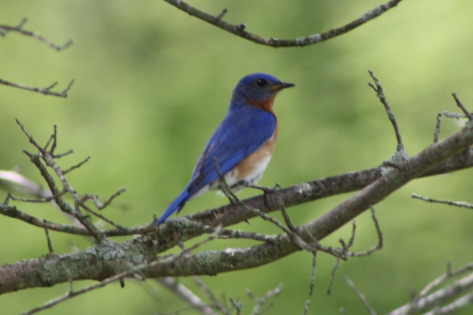 Eastern bluebird - male - Great Swamp, NJ.JPG