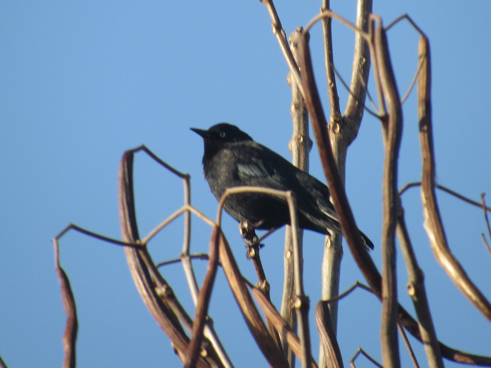 Rusty blackbird - Celery Farm, NJ.JPG