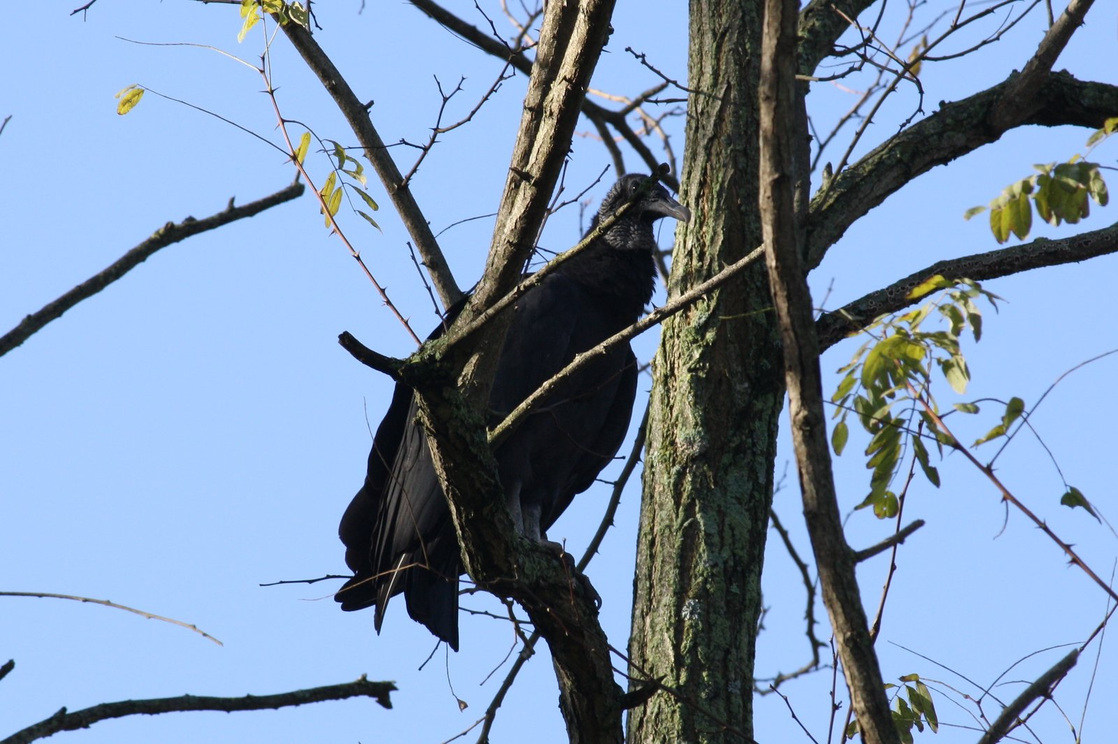Black vulture - Wanaque, NJ.JPG
