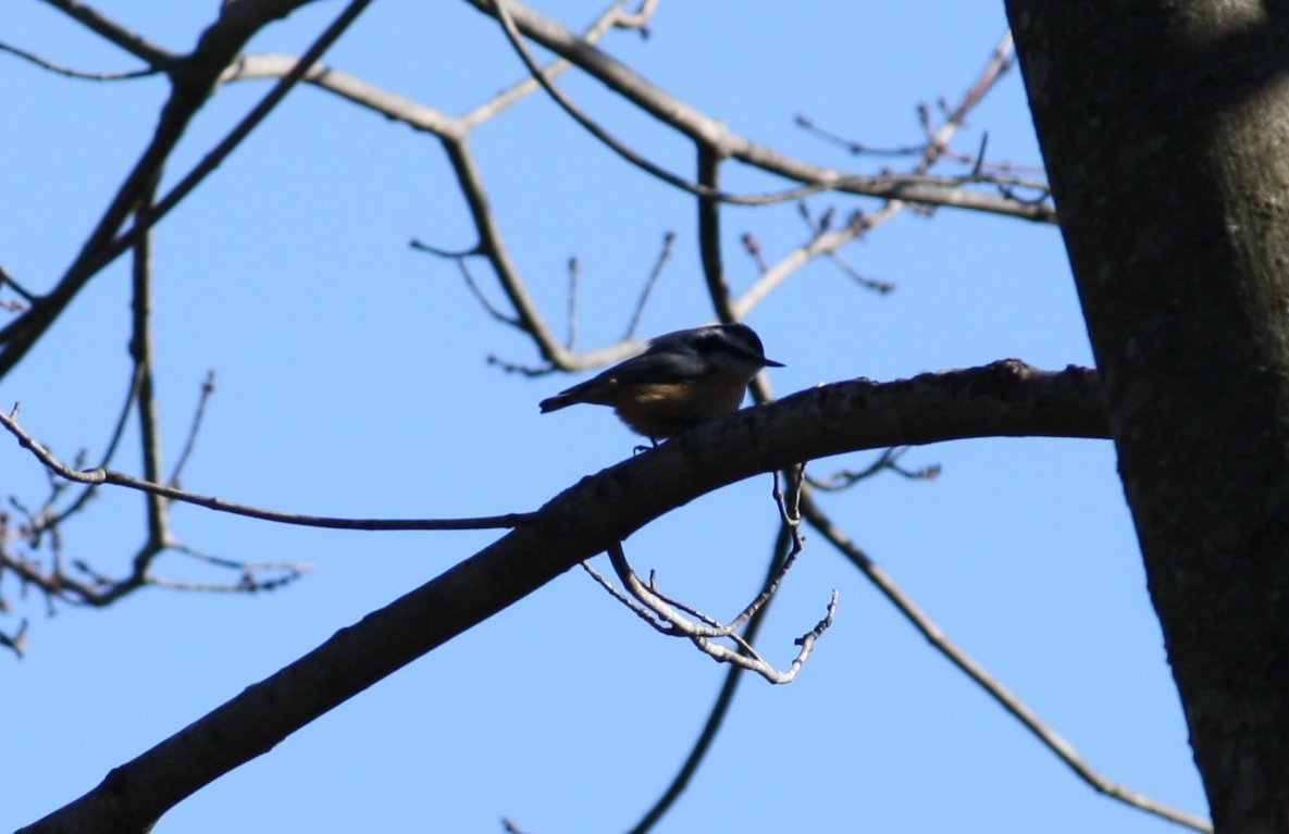 Red-breasted nuthatch - Franklin Lakes, NJ.JPG