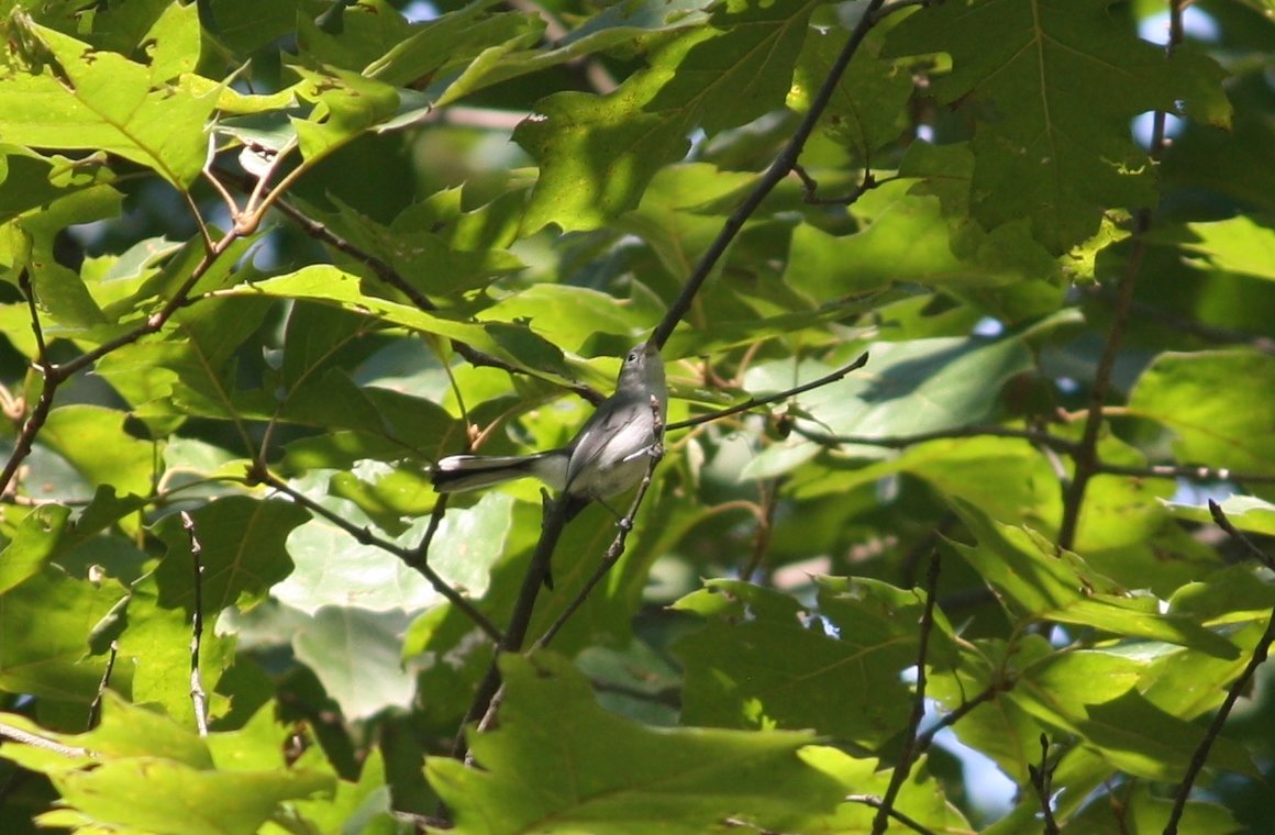 Blue-gray gnatcatcher - Great Swamp, NJ.JPG