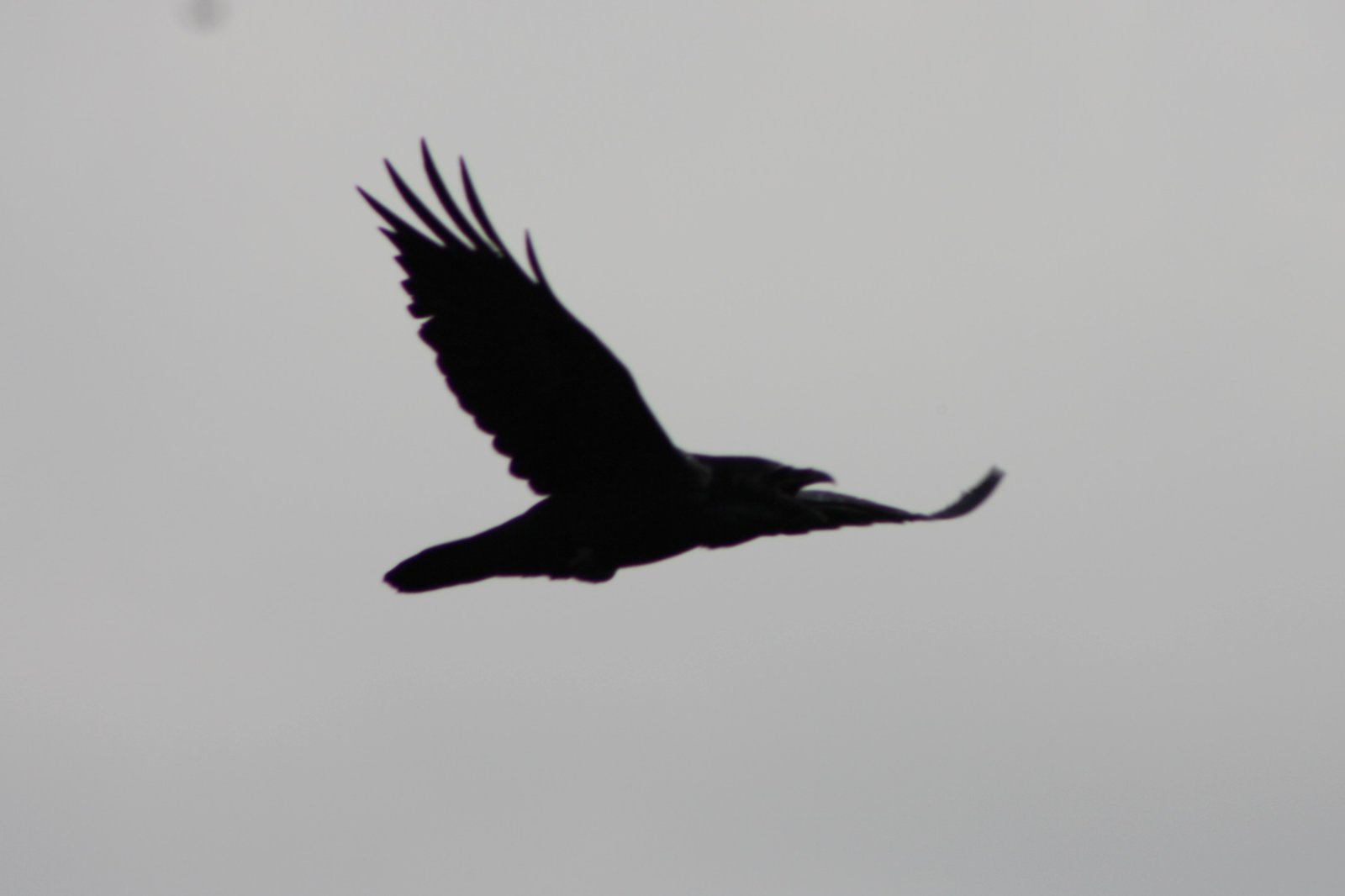 Common raven - Montclair Hawk Watch, NJ.JPG