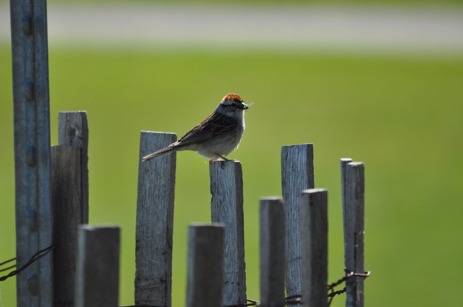 Chipping Sparrow with a snack