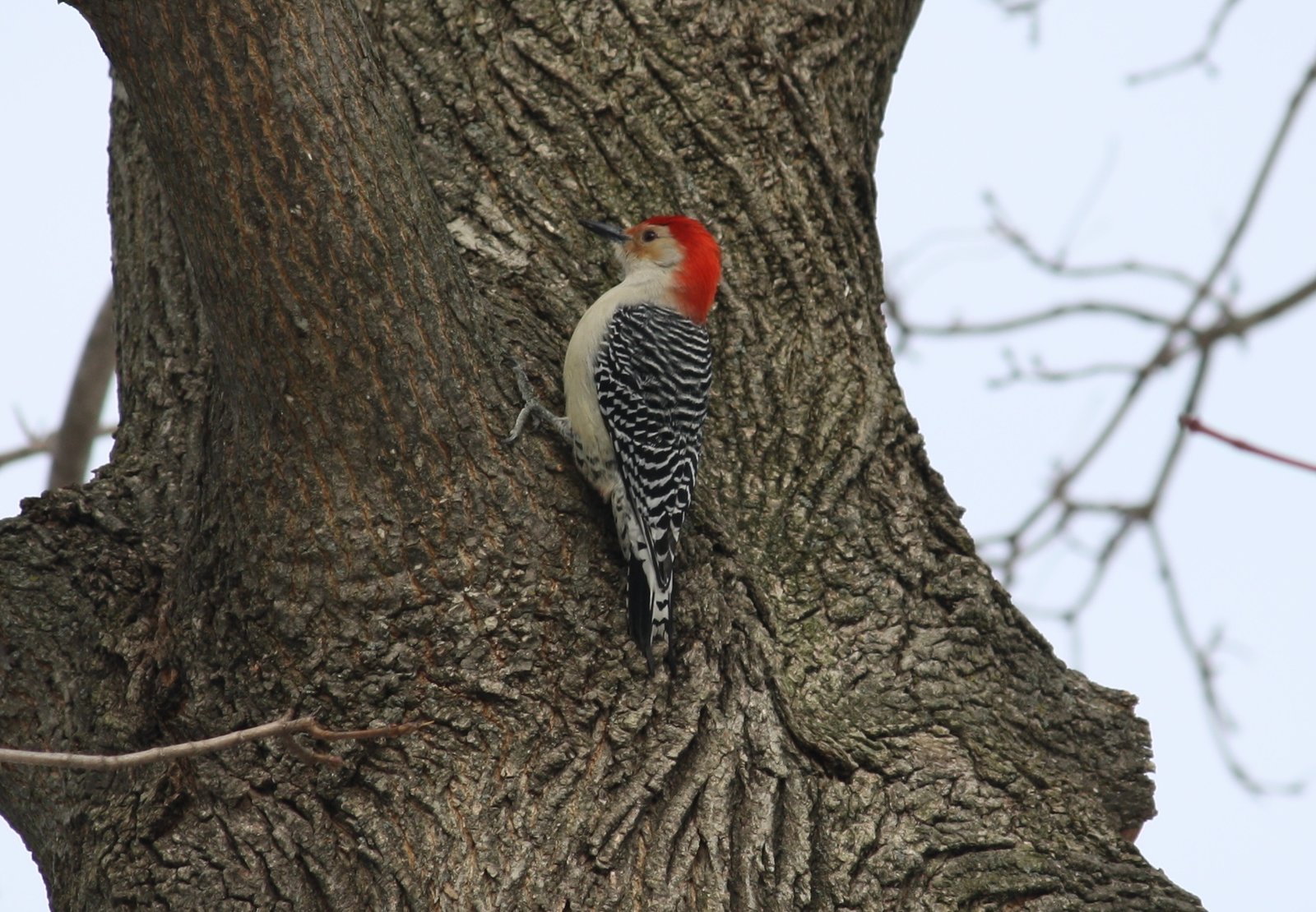 Red-bellied woodpecker -  male - Waldwick, NJ.JPG