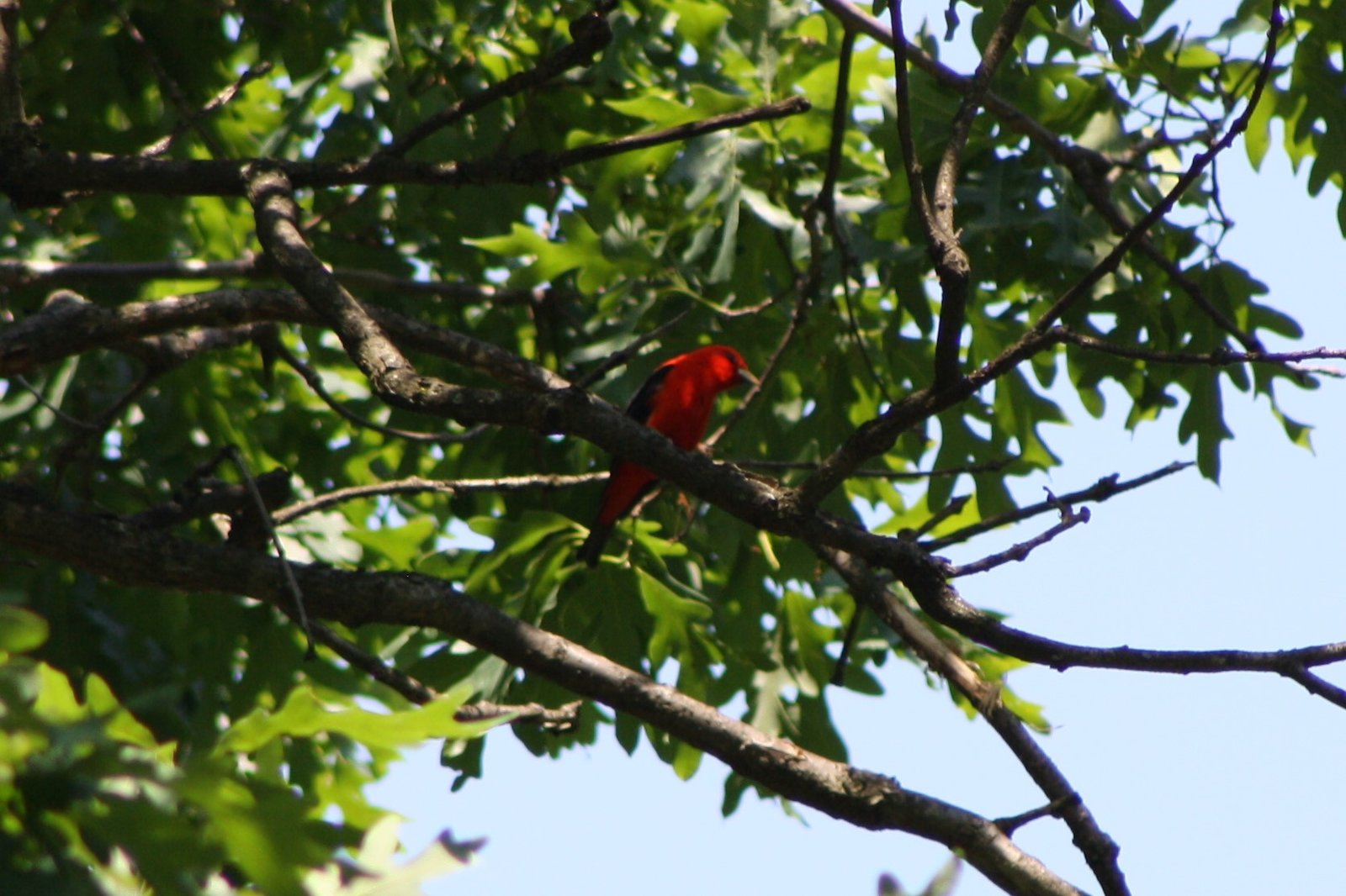 Scarlet tanager - male - Hilltop Reservation, NJ.JPG