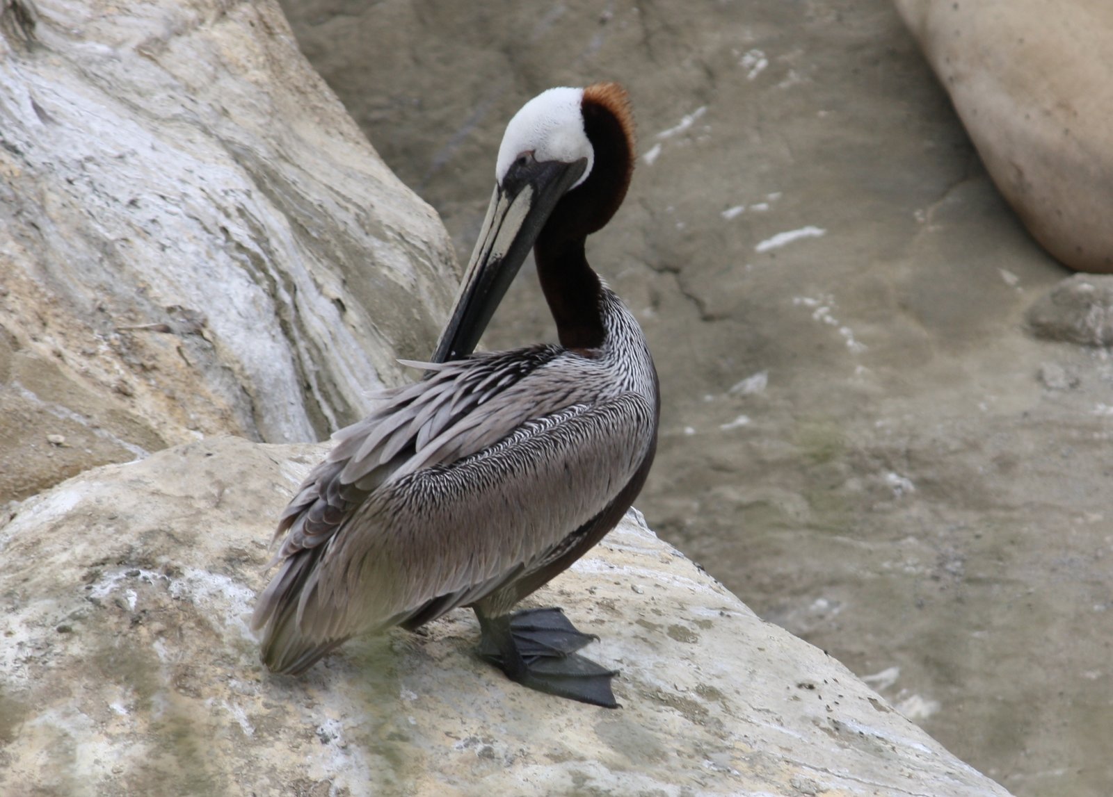 Brown pelican - La Jolla, CA.JPG