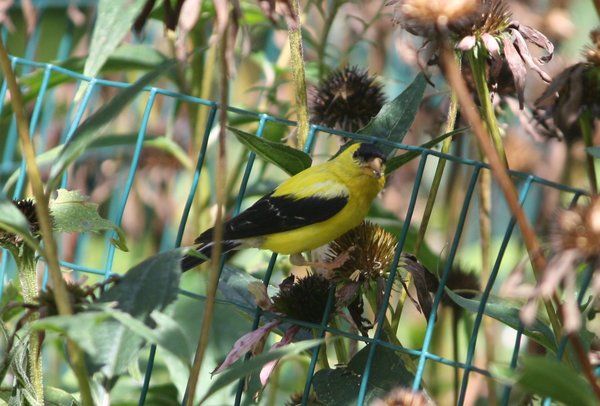 American goldfinch - male - New Canaan, CT.JPG