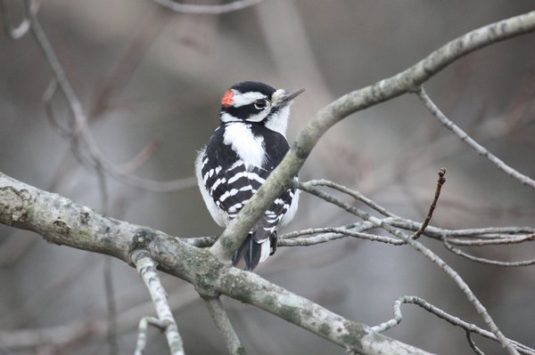 Downy woodpecker - male - Celery Farm, NJ.JPG