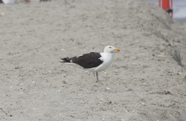 Great black-backed gull - Long Beach Island, NJ.JPG