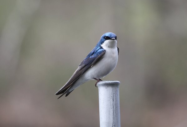 Tree swallow - male - Franklin Lakes Nature Preserve, NJ.JPG