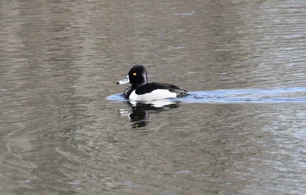Ring-necked duck - Male - Waldwick Borough Park, NJ.JPG