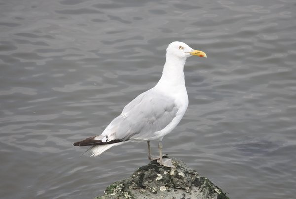 Herring gull - Bayside Marina, NY.JPG