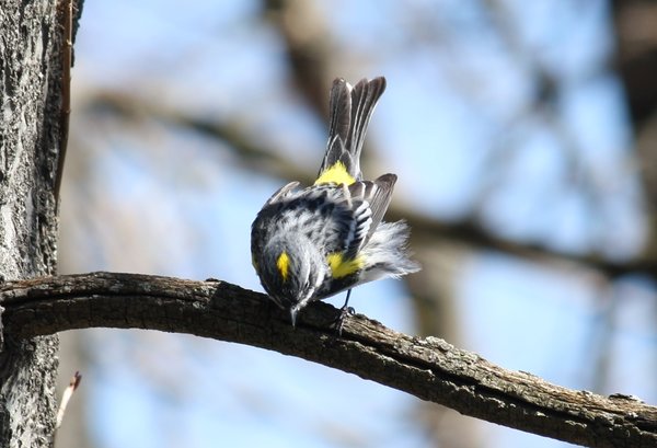 Yellow-rumped warbler - male - Celery Farm, NJ.JPG