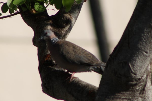Spotted dove - Maui, HI.JPG