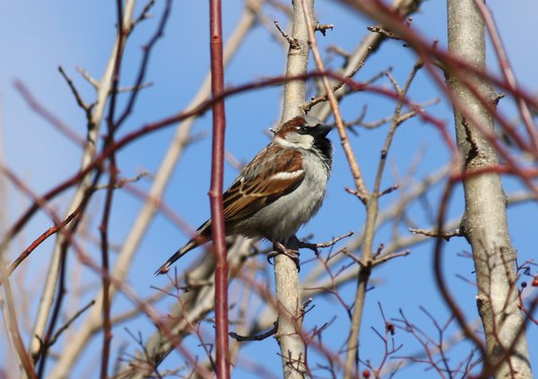 House sparrow - male - Ridgewood, NJ.JPG
