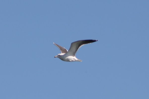 Lesser black-backed gull - Avalon Sea Watch, NJ.JPG