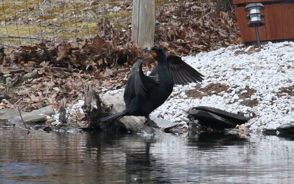 Double-crested cormorant - Waldwick Borough Park, NJ.JPG