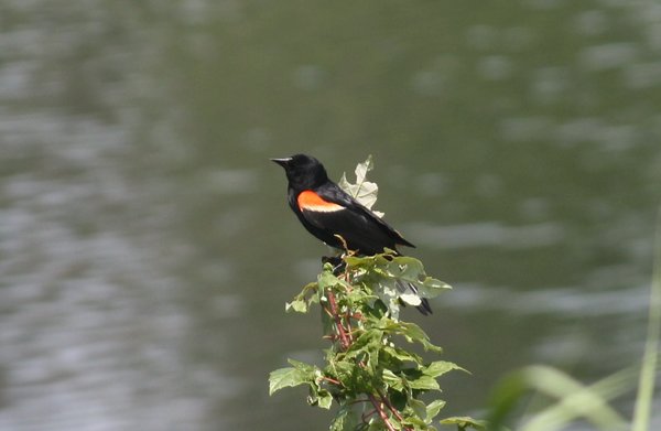 Red-winged blackbird - male - Celery Farm, NJ.JPG